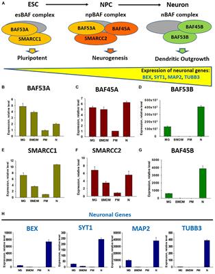 The Role of Neuronal Factors in the Epigenetic Reprogramming of Microglia in the Normal and Diseased Central Nervous System